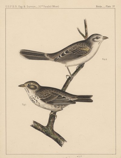Birds, Plate IV by American School